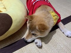 -逗柴咖啡屋·狗咖猫咖宠物桌游