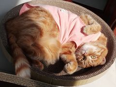 -康乐宝动物医院