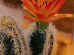 -Sirena海妖日咖夜酒