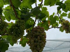 -金谷域澳洲庄园