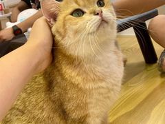 -Heymao猫咖.咖啡厅(东门店)