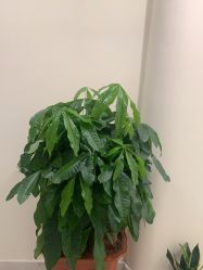 -海涛医疗美容·面部抗衰·注射美鼻