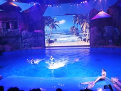 -芜湖新华联大白鲸海洋公园