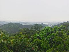 -东莞市大岭山森林公园