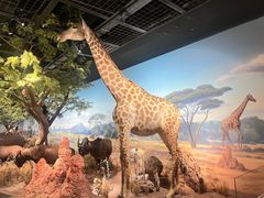 -陕西自然博物馆