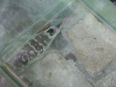 -天正河鲀·河豚亭(大连店)