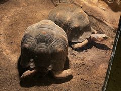 -青岛森林野生动物世界