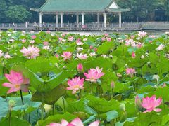-荔湾湖公园