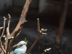 -昆明动物园