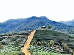 -龙坞茶村
