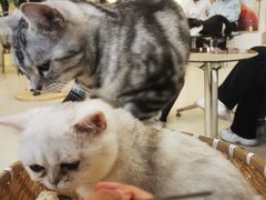 -共舞时光猫咖·狗咖(新街口店)