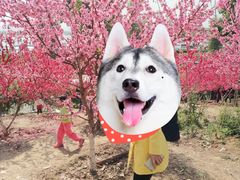 -秀丽东方
