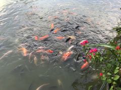 -金花茶公园