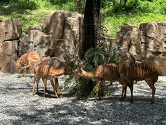 -北京野生动物园