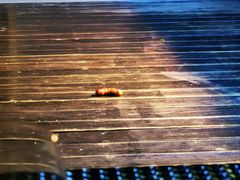 -深圳四季酒店·馥自助餐厅