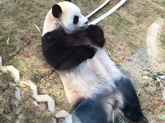 -泉州海丝野生动物世界