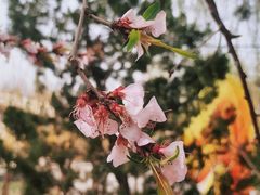 -杨柳青古镇