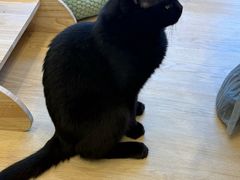 -有喵·猫咖·狗咖·30几只猫10只小狗(岗厦店)