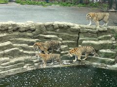 -大连森林动物园