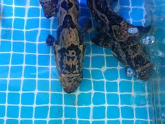 -鼓歌海鲜舫·手抓海鲜(大学城店)