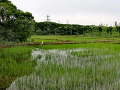 -广富林郊野公园