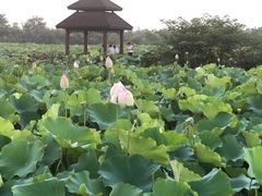 -梁鸿国家湿地公园