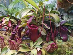 -中国科学院西双版纳热带植物园