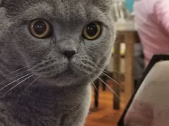 -猫小院猫主题咖啡厅(北锣店)