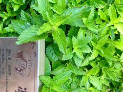 -广州神农草堂中医药博物馆