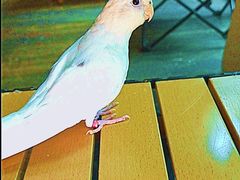 -莫多多餐厅