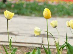 -石家庄市植物园