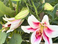-芜湖方特东方神画