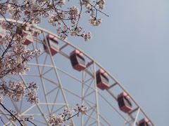 -顾村公园