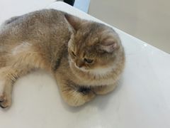 -飞行喵MR PILOT|猫舍·猫咖(静安大融城店)
