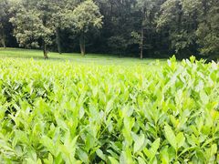 -旅马餐厅(茅家埠店)