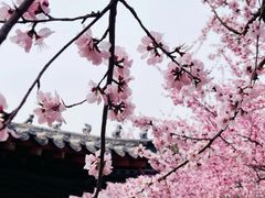 -桃花堤公园