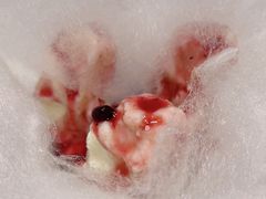 -双公羊·馕坑烤全羊(奥体店)