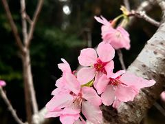 -中国科学院华南植物园