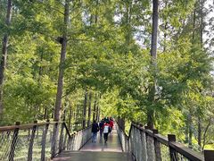 -黄海国家森林公园