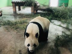 -石家庄市动物园