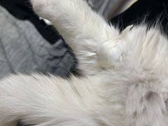-中农国际动物医院24小时·猫科·骨科·急重症中心