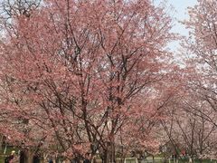 -中国宋庆龄青少年科技文化交流中心