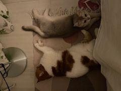 -猫大福·Fortune Cat猫舍(百子湾店)
