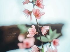 -南汇桃花村