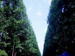 -合肥滨湖国家森林公园