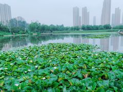 -前关湿地公园