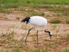 -盐城丹顶鹤湿地生态旅游区
