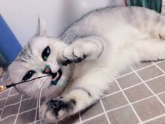 -美联众合动物医院(·中兽医·疑难杂症·严家桥分院)