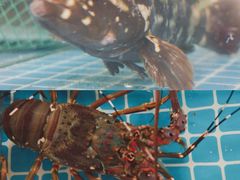 -三亚火车头万人海鲜广场