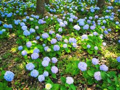 -上海滨江森林公园